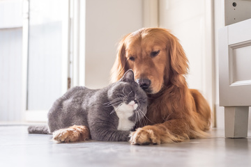 Signaler la maltraitance animale : guide complet pour agir efficacement