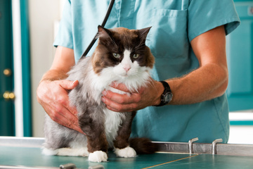 Soins dermatologiques pour chiens et chats à Mérignac