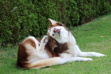 chien qui ne mange plus Mérignac