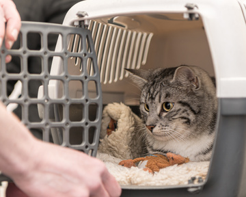 vaccin pour chat Caudéran