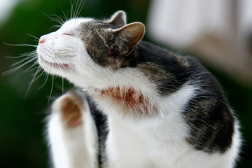 Pour éviter que le petit problème de peau repéré sur votre chat ne s'aggrave, consultez votre vétérinaire 